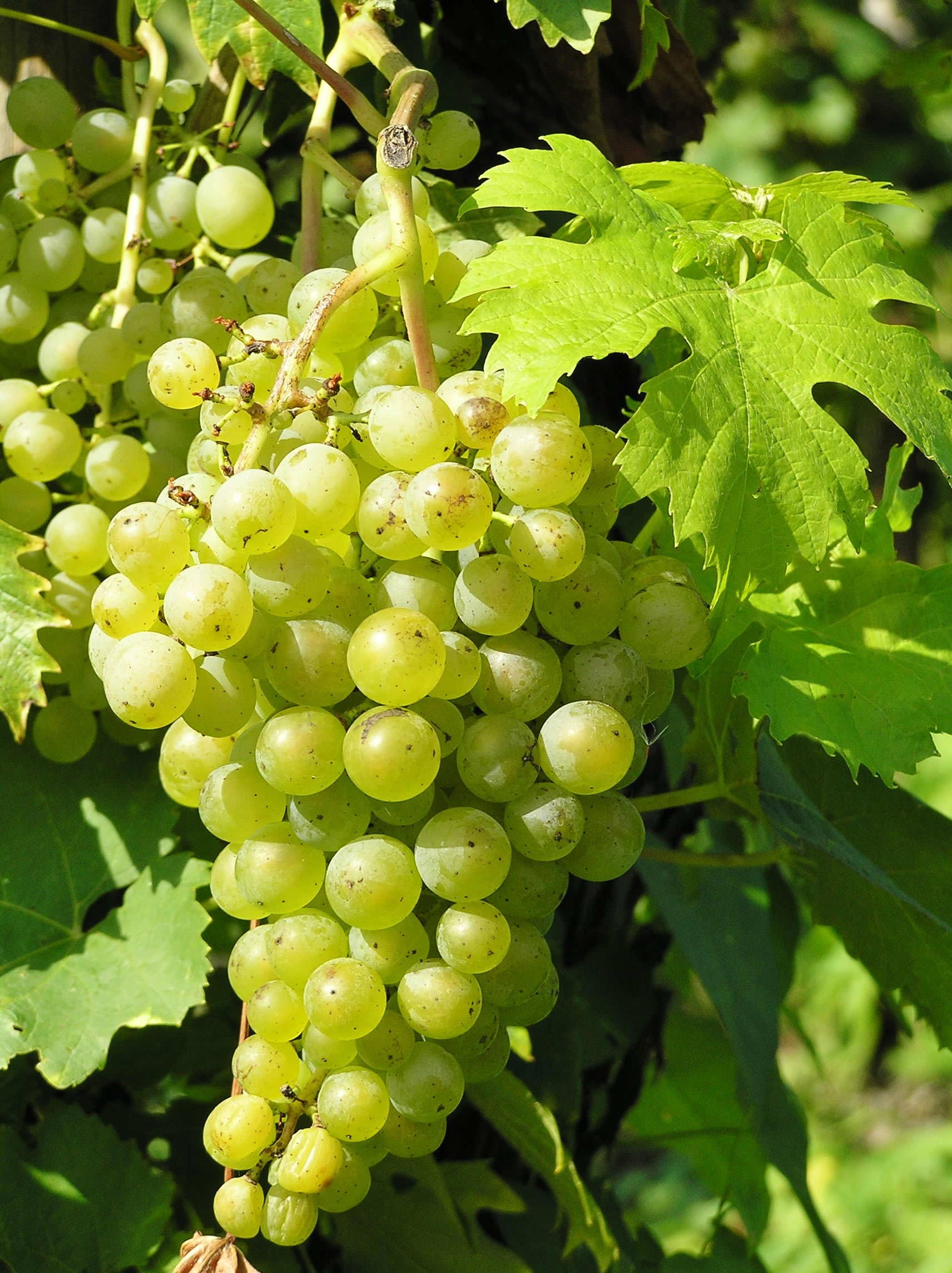 VeremaMalaga_cata_vila_viniteca_10_uvas_blancas_gloria_riesling